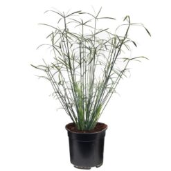 Cyperus Papyrus Alternifolius is winterhard en kan ongeveer 150 hoog worden. Te planten op een diepte van maximaal -40 cm. Zowel geschikt voor binnen als buiten.