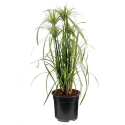 Cyperus Papyrus Parapluplant is winterhard en kan ongeveer 150 hoog worden. Te planten op een diepte van maximaal -40 cm. Zowel geschikt voor binnen als buiten
