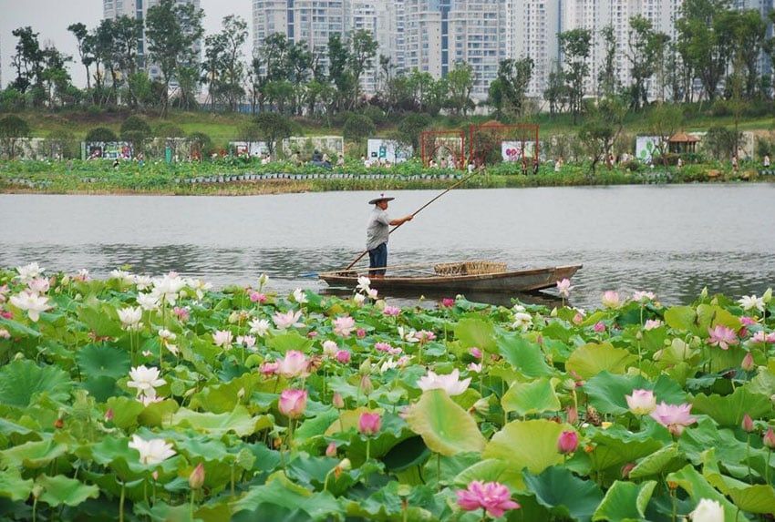 Advies en promotie mogelijkheden voor lotus eiland, Shuining Lotus Park China