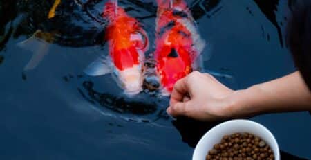 Vissen eten visvoer uit hand